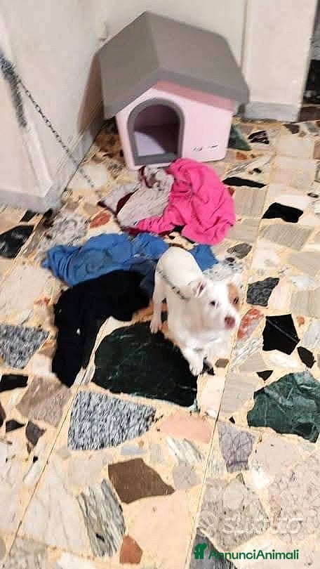 Meticcio cani URGENTISSIMO,: LEGATA IN CASA POCHI MESI!!!!! - Annuncio 39