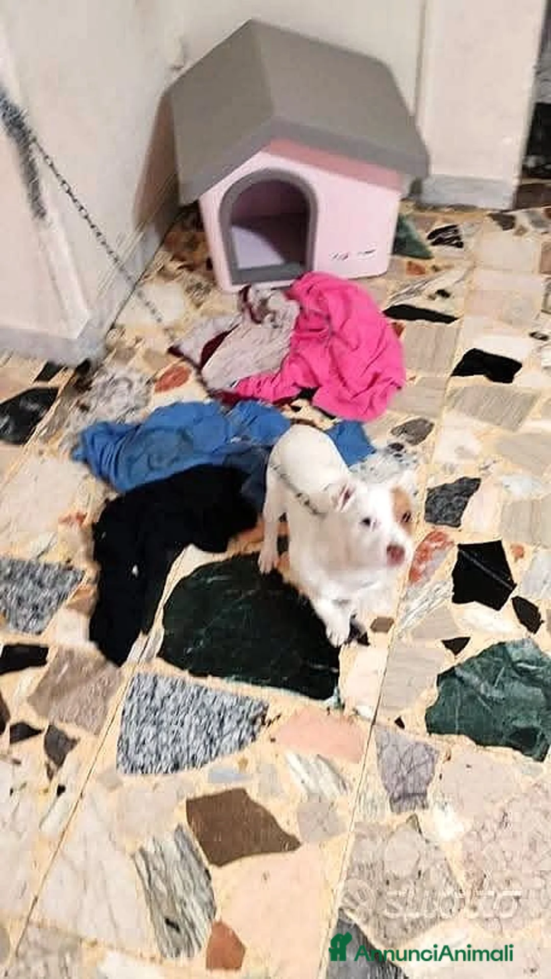 Meticcio cani in regalo: URGENTISSIMO,: LEGATA IN CASA POCHI MESI!!!!! - Annuncio 1