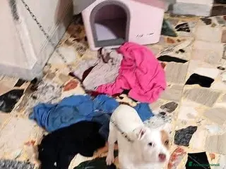 Meticcio cani URGENTISSIMO,: LEGATA IN CASA POCHI MESI!!!!! - Annuncio 39