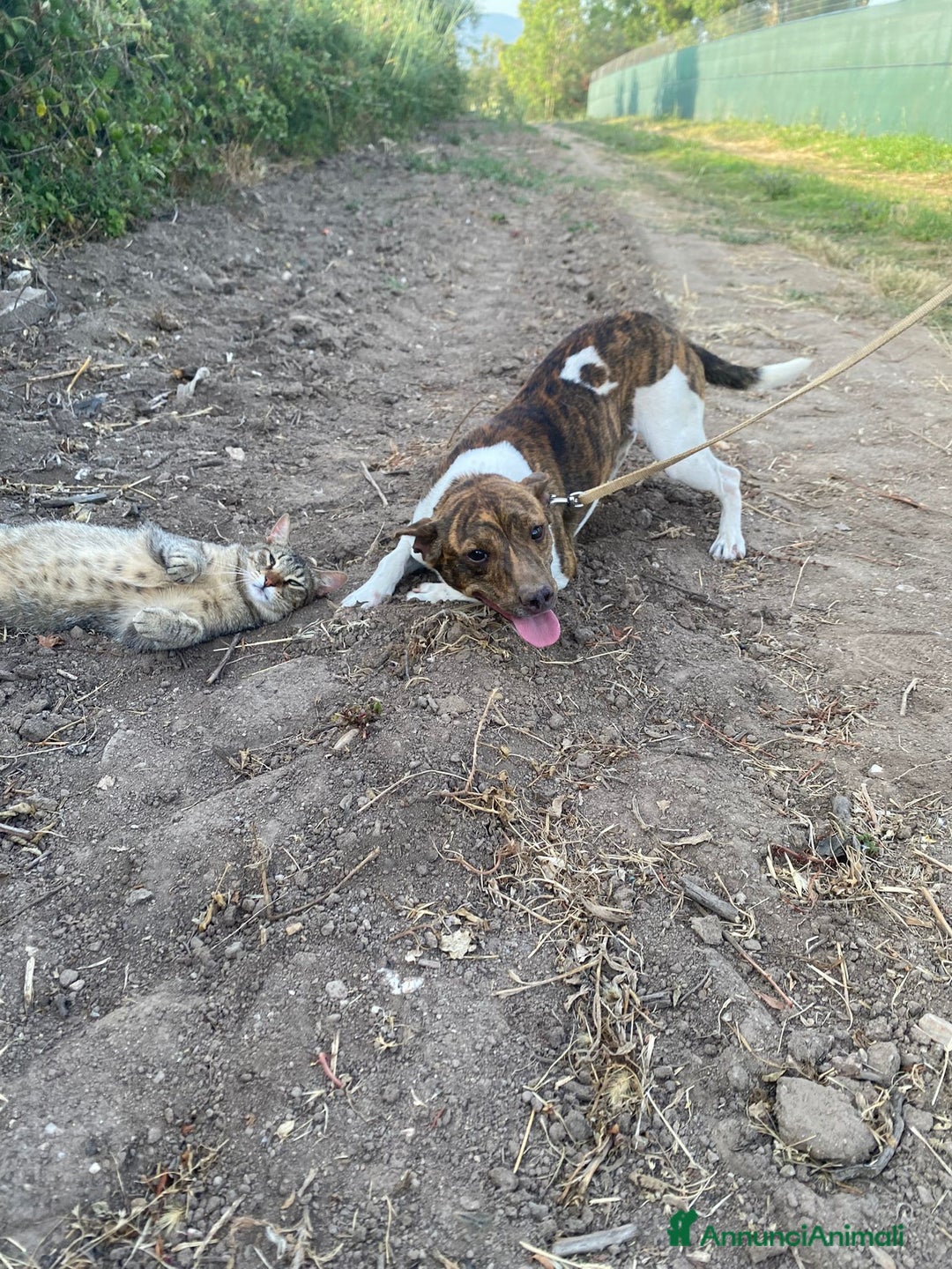 Meticcio cani in regalo: 2cagnolini 1/2anni kg 5/6 SOS CASA SARDEGNAA a Città metropolitana di Milano - Immagine 5