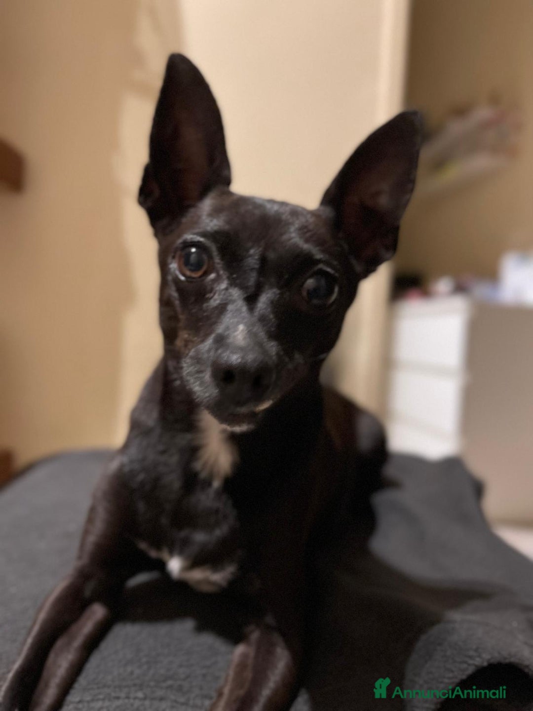 Pinscher Miniatura cani in regalo: Chicco pinscher molto tranquillo e coccolone - Annuncio 8