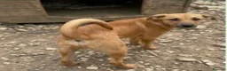 Meticcio cani in regalo: Iris è solo una cucciola e resterà sola  - Annuncio 5
