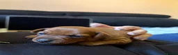 Pinscher Miniatura cani in vendita: Cuccioli di Pinscher  - Annuncio 3