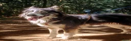 Border Collie cani in regalo: Mila, splendida Border Collie - Annuncio 8