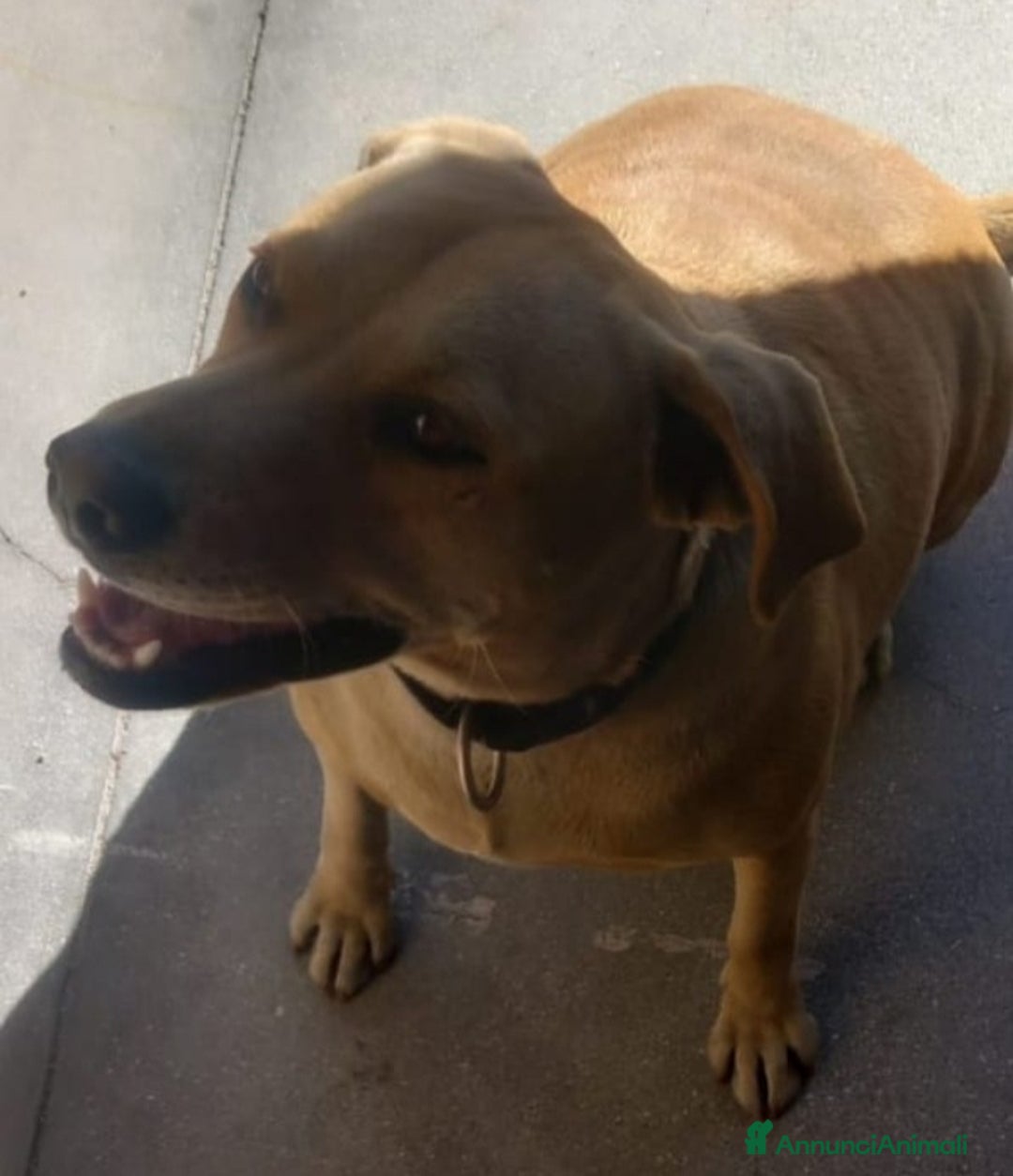 Meticcio cani in regalo: Leila 3anni sui 20kg a catena,NN LA VOGLIONO +!SUD - Annuncio 3