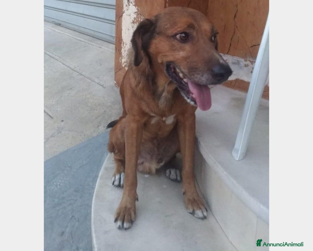 Meticcio cani in regalo: ENDY cagnolino buonissimo cerca casa a Roma - Annuncio 2