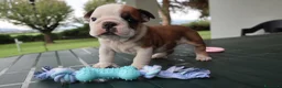 Bulldog cani in vendita: Cuccioli Bulldog Inglese con Pedigree - Annuncio 21