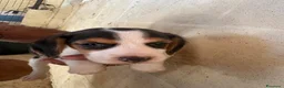 Beagle cani in vendita: CUCCIOLI BEAGLE PRONTI PER LA NUOVA FAMIGLIA - Annuncio 3