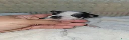 Chihuahua cani in vendita: Chihuahua toy  - Annuncio 13