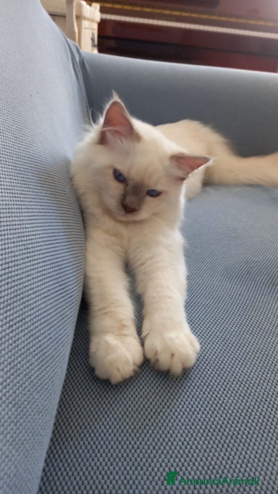 Sacro di Birmania gatti in vendita: Cuccioli di Sacro di Birmania  - Immagine 2