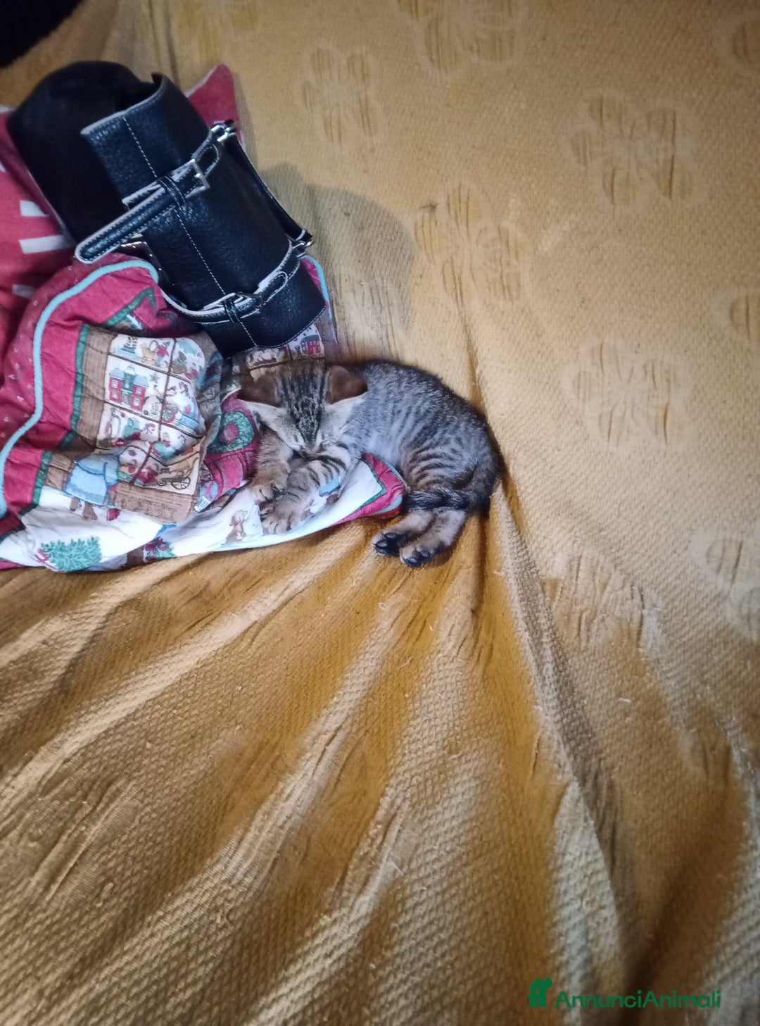 Altre razze gatti in regalo: Gatti e gatte di 2 mesi a Provincia di Pisa - Immagine 5
