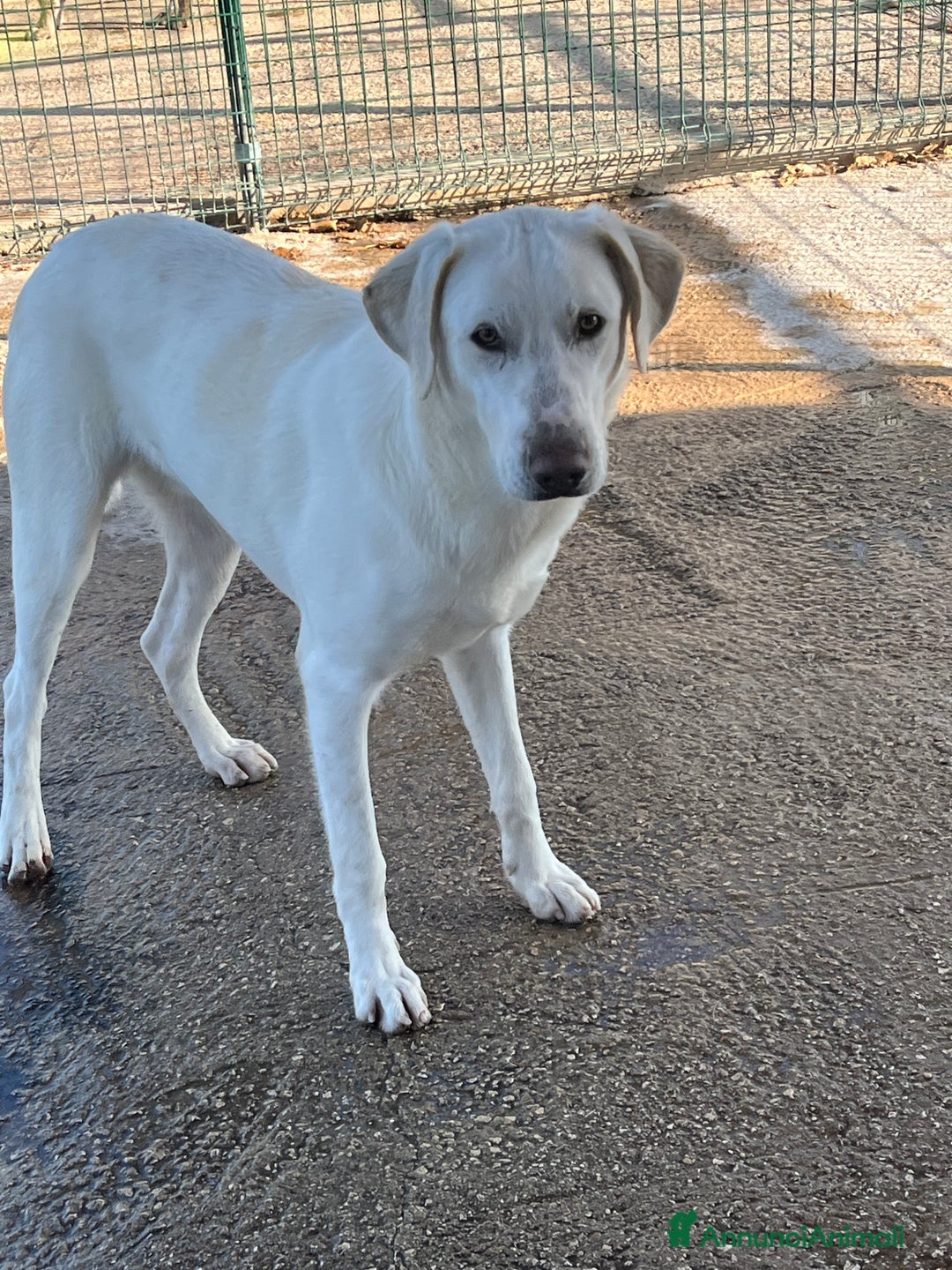 Meticcio cani in regalo: Un cane invisibile - Annuncio 7