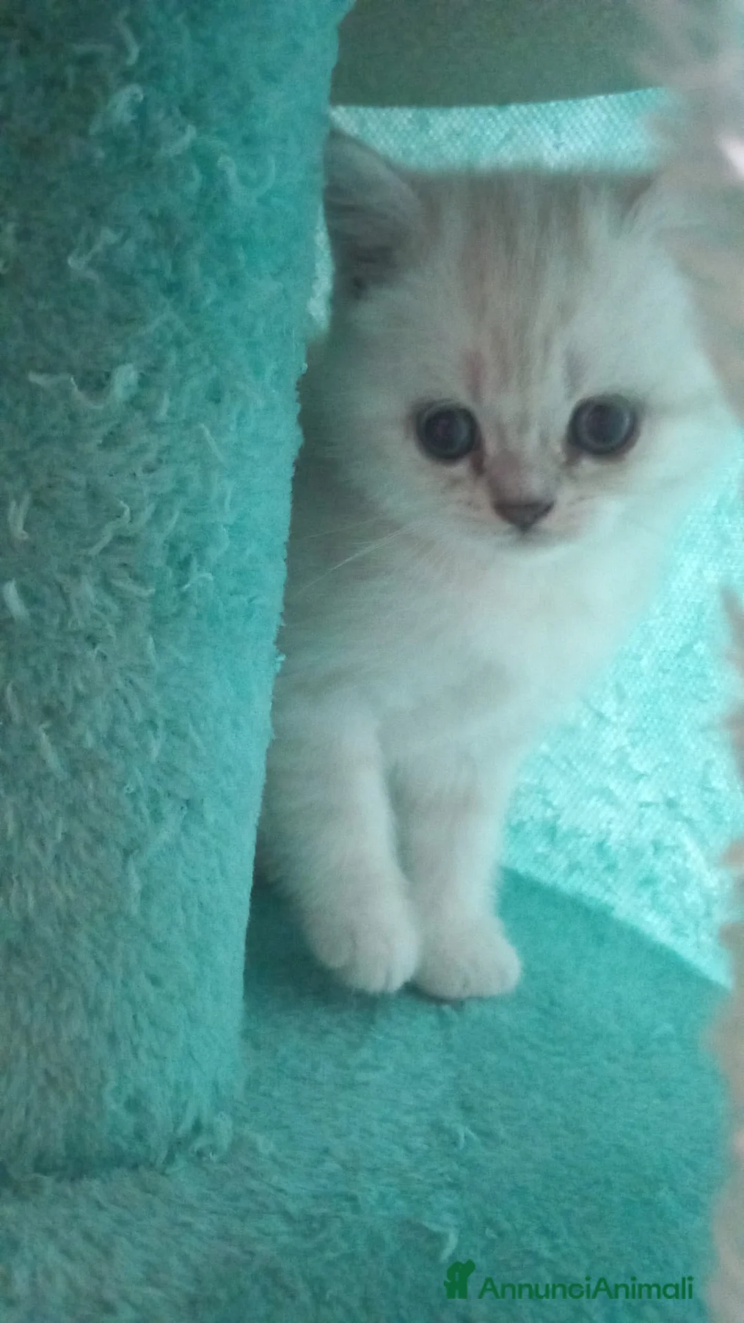 Scottish gatti in vendita: Cuccioli scottish straight  - Annuncio 1