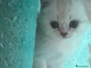 Scottish gatti Cuccioli scottish straight - Annuncio 1