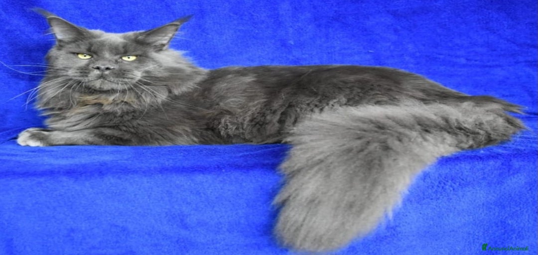 Immagine della galleria {{count}}