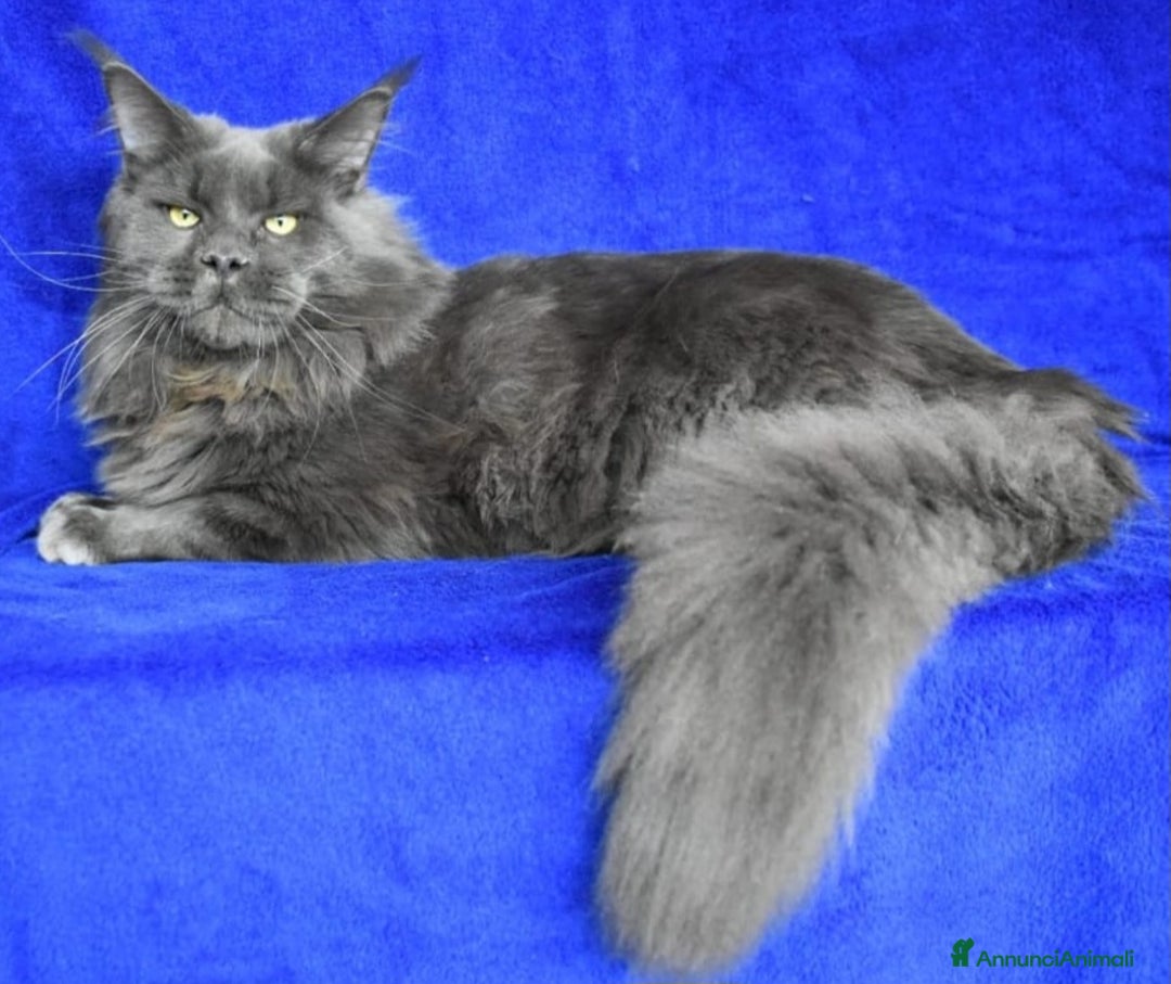 Immagine della galleria {{count}}