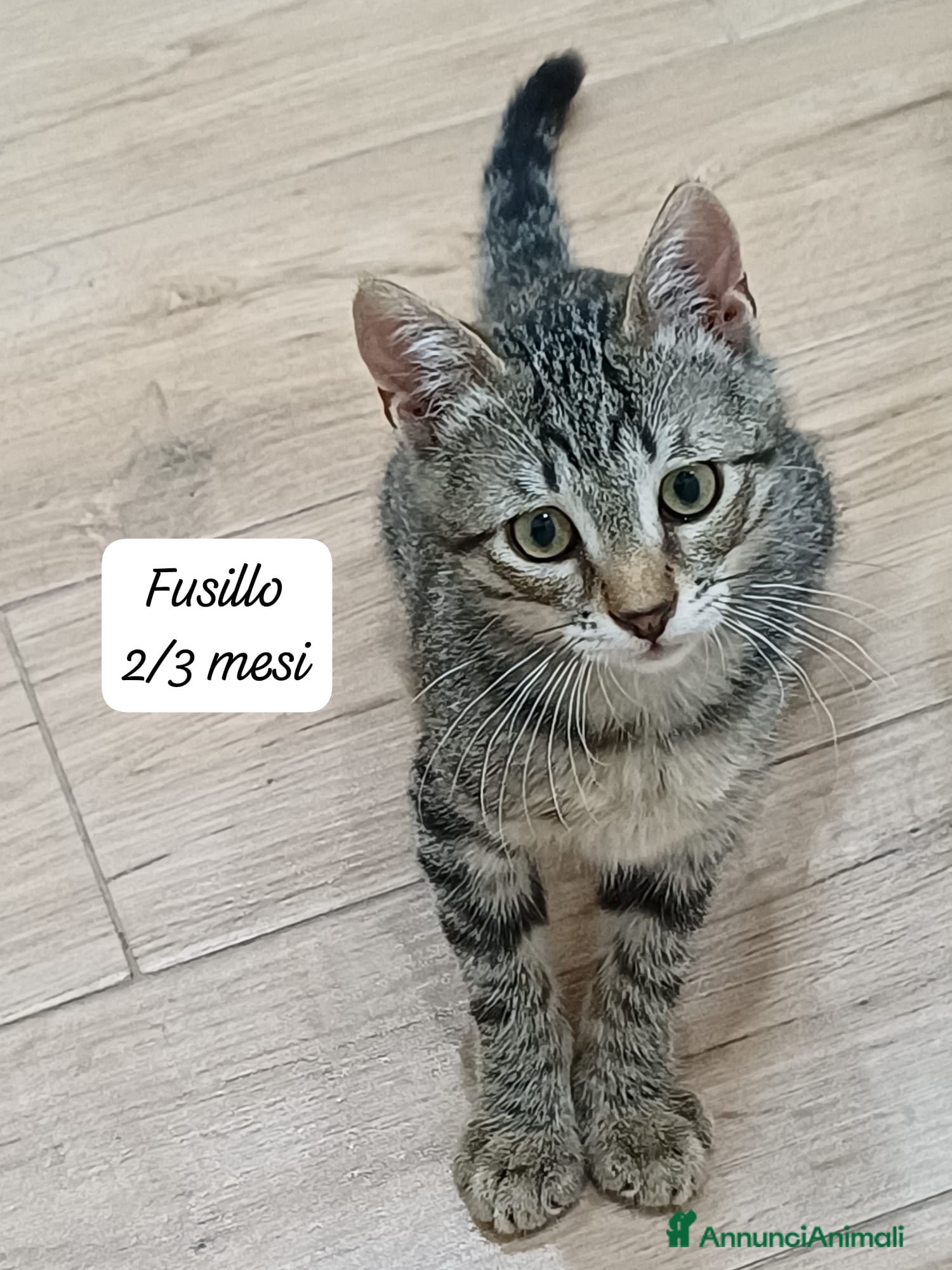 Altre razze gatti in regalo: Urgenti famiglie cercasi per questi gattini - Annuncio 9