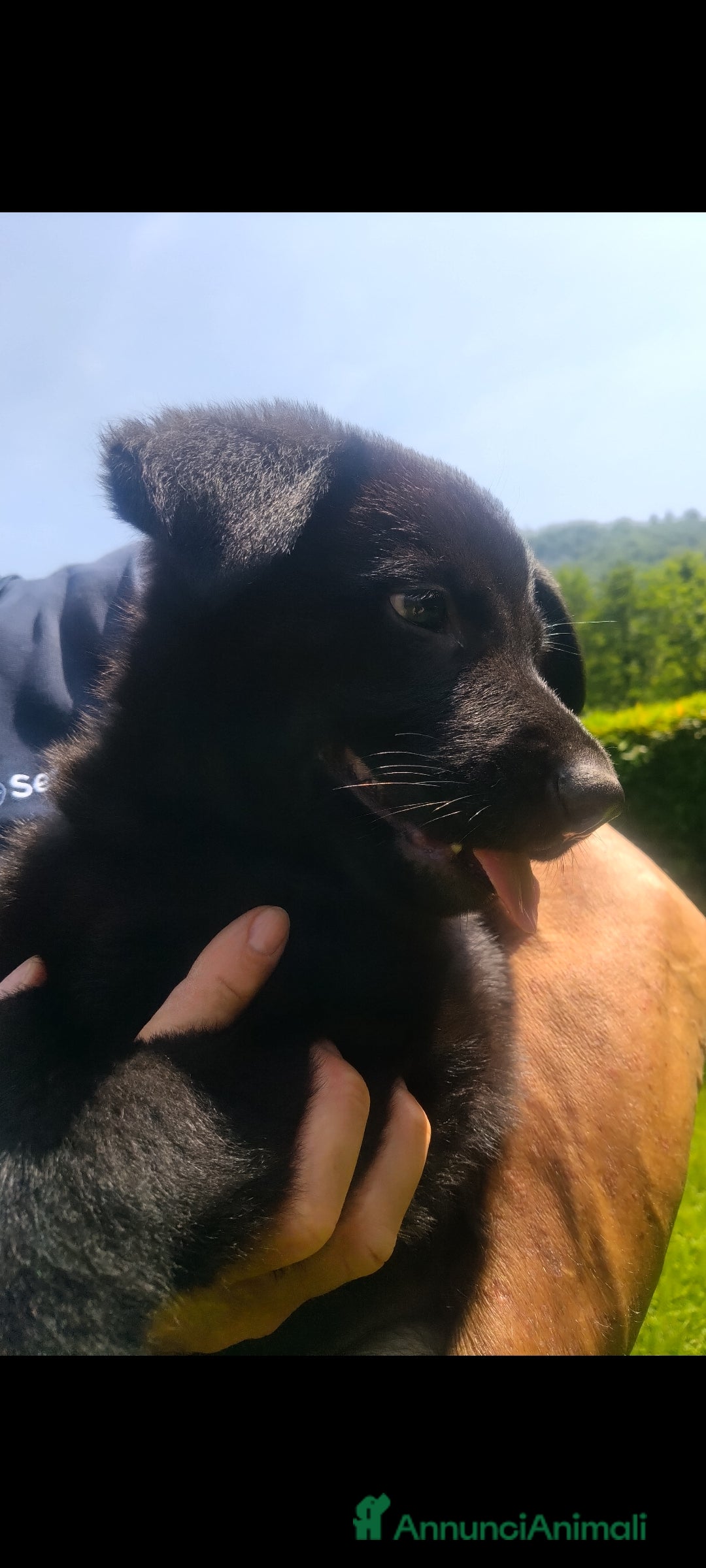 Pastore Tedesco cani in vendita: Cuccioli Pastore tedesco a Provincia di Varese - Immagine 3
