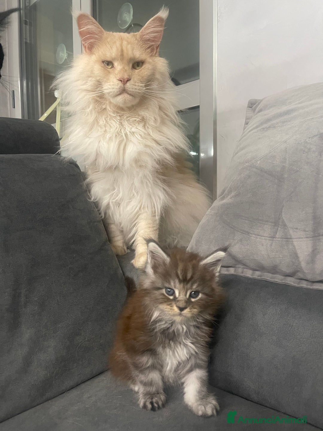 Maine Coon gatti in vendita: Cucciolata Maine coon - Immagine 11