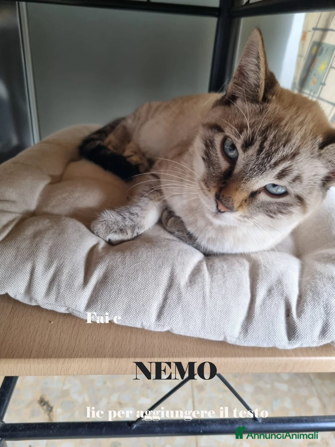Meticcio gatti in regalo: Nemo e Noemi cuccioli meravigliosi - Annuncio 2