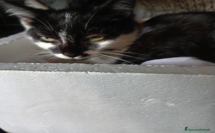 Europeo gatti - Annuncio 2