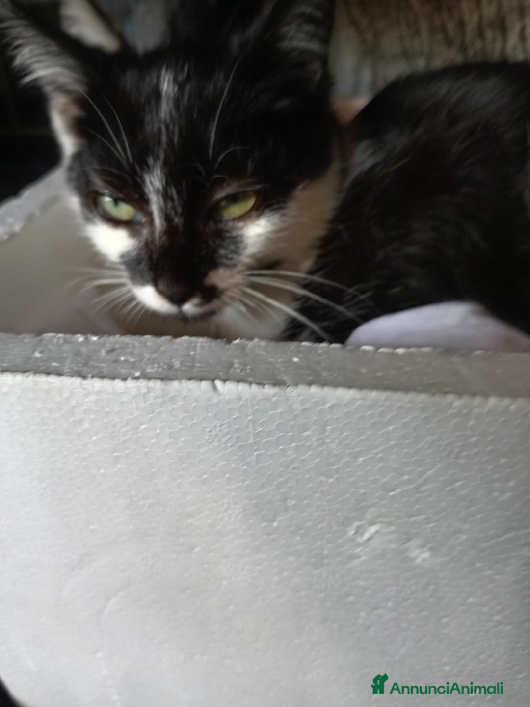 Europeo gatti in regalo: cuccioli 2 mesi e mezzo cercano casa🤍 - Annuncio 1