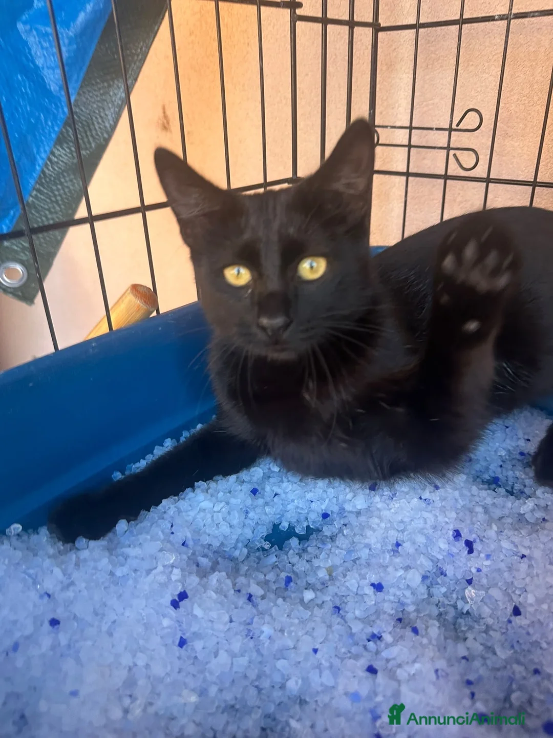 Europeo gatti in regalo: Mora meravigliosa micina nera - Annuncio 2