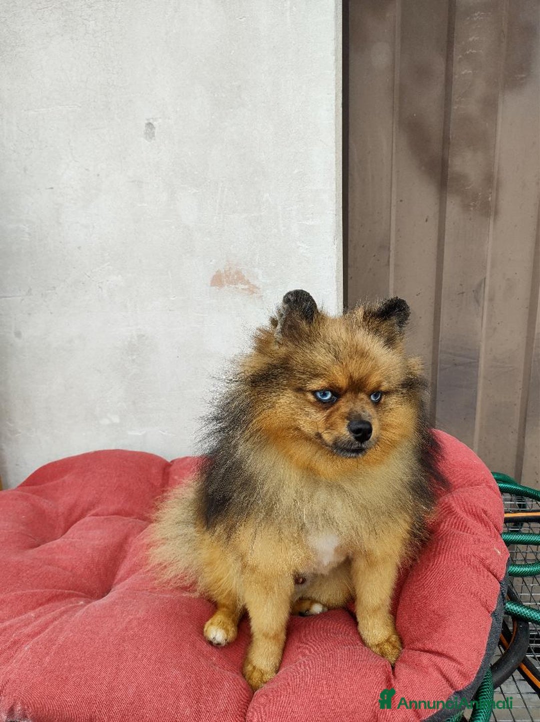 Spitz cani in vendita: SPITZ TEDESCO NANO - Annuncio 2