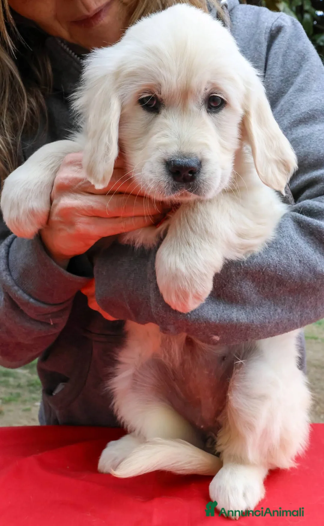 Golden Retriever cani in vendita: Cuccioli di Golden Retriever  - Annuncio 3
