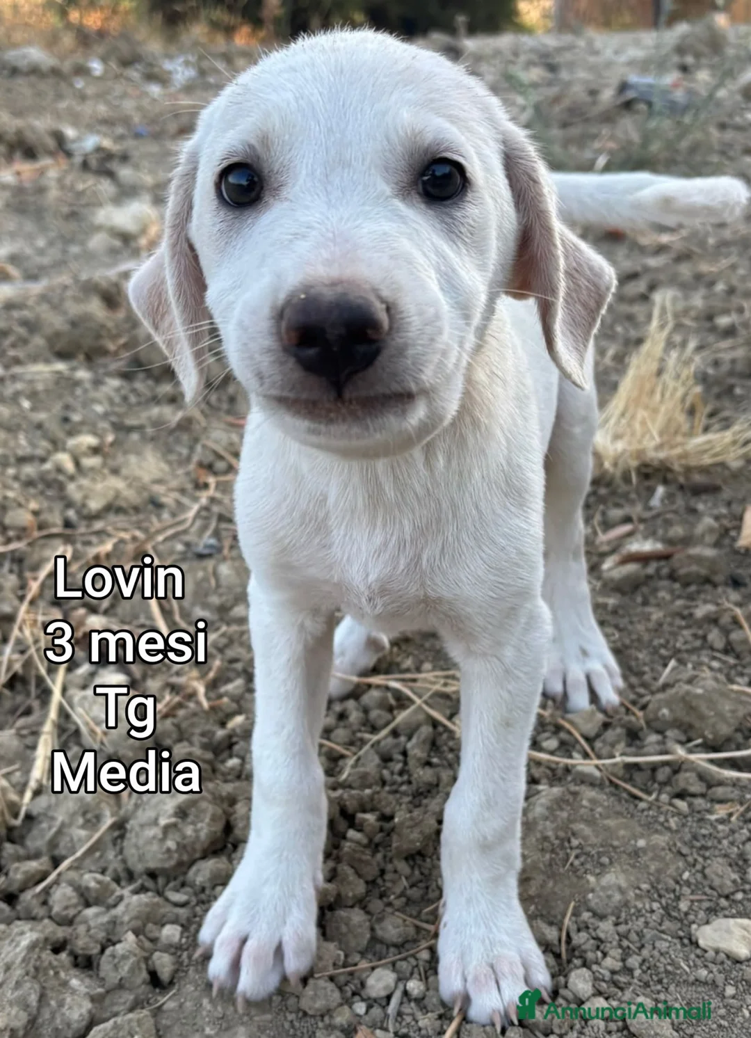 Meticcio cani in regalo: CUCCIOLI IN CERCA DI CASA a Provincia di Prato - Annuncio 1