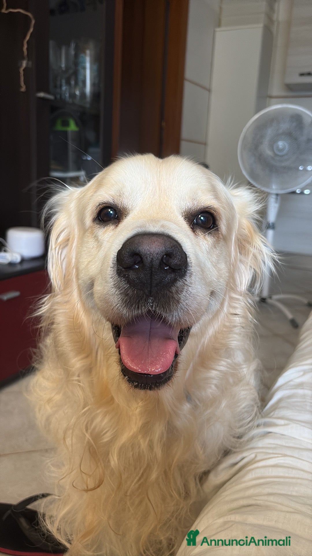 Altre razze cani Golden maschio per accoppiamento  - Annuncio 1