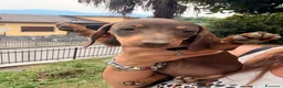 Bassotto cani in vendita: Bassotti - Annuncio 3
