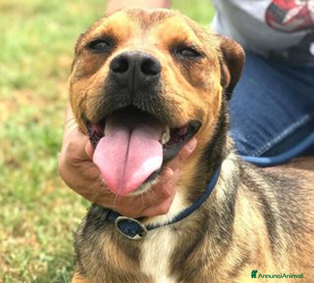 Meticcio cani in regalo: Mango, il cagnolino che si mette in posa - Annuncio 2