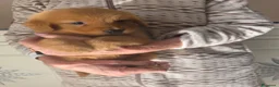Golden Retriever cani in vendita: Goldel Retriever (Tipo Americano) - Annuncio 5