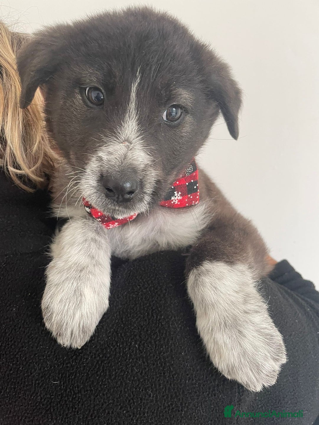 Meticcio cani in regalo: 4 SPLENDIDI CUCCIOLI - Annuncio 5