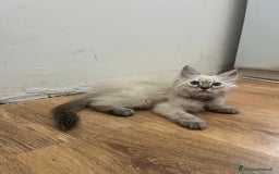 Siberiano gatti in vendita: cuccioli siberiani ipoallergenici  a Provincia di Arezzo - Immagine 1