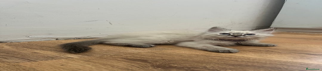 Siberiano Gattino 1