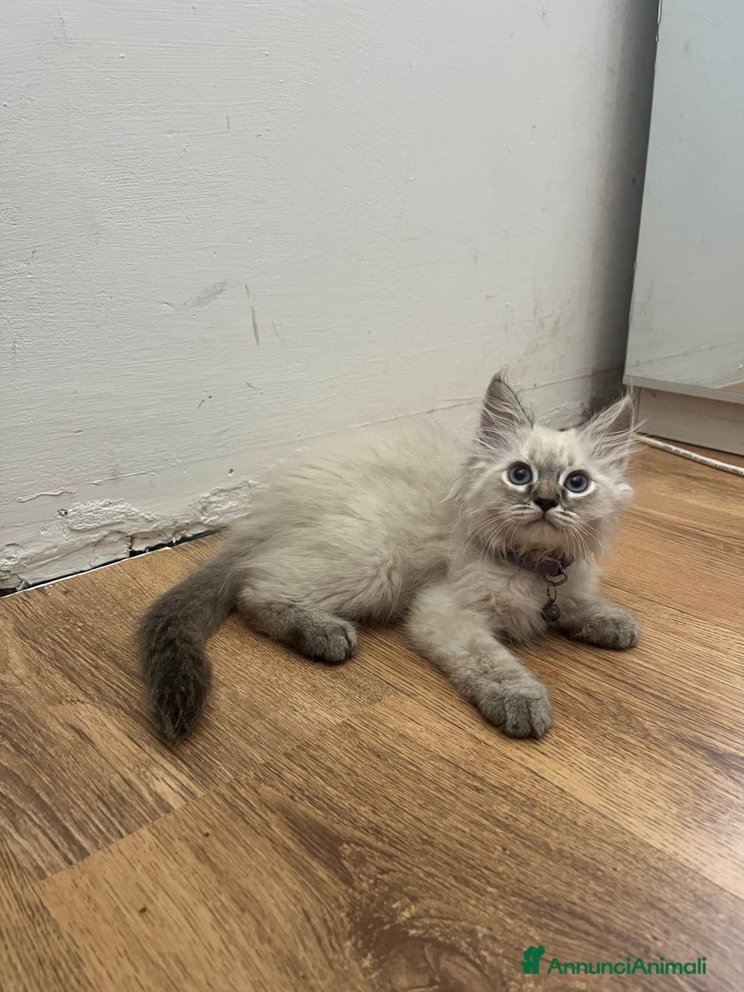 Siberiano gatti in vendita: cuccioli siberiani ipoallergenici  a Provincia di Arezzo - Immagine 1