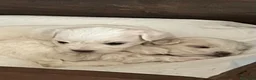 Maltese cani in vendita: Cuccioli Maltese toy - Annuncio 2