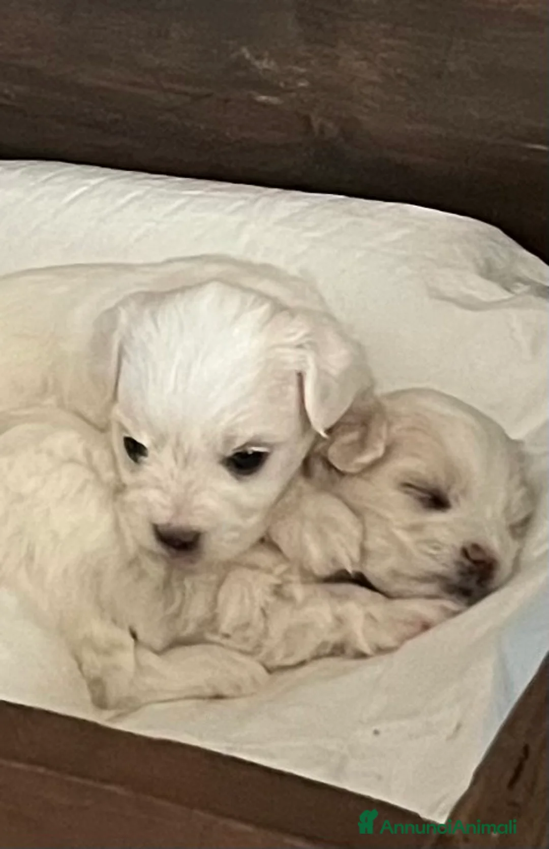 Maltese cani in vendita: Cuccioli Maltese toy - Annuncio 2