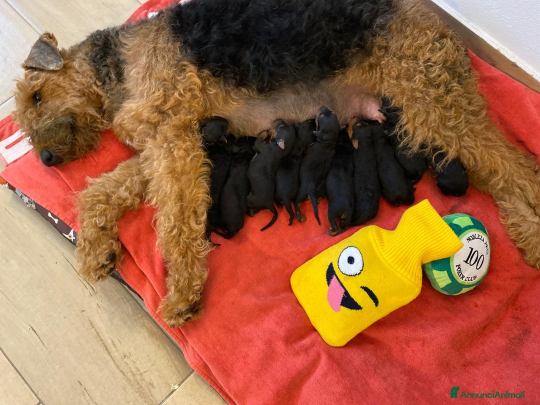 Airedale Terrier cani in vendita: Airedale Terrier cuccioli  - Annuncio 4