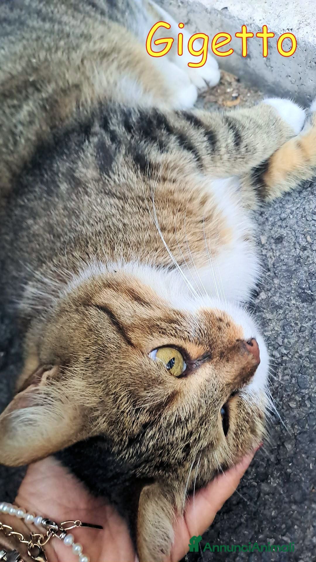 Europeo gatti UN AIUTO PER GIGETTO 🙏🐱 - Annuncio 19