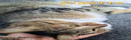 Europeo gatti in regalo: UN AIUTO PER GIGETTO 🙏🐱 - Annuncio 1