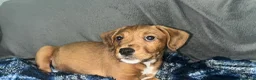 American Staffordshire cani in vendita: Cucciola staffy - Annuncio 5