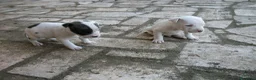 American Staffordshire cani in vendita: Cuccioli Amstaff con pedigree in Puglia e Italia - Annuncio 5