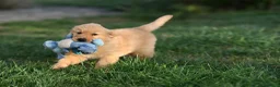 Golden Retriever cani in vendita: Allevamento professionale  cucciolata inglese - Annuncio 9