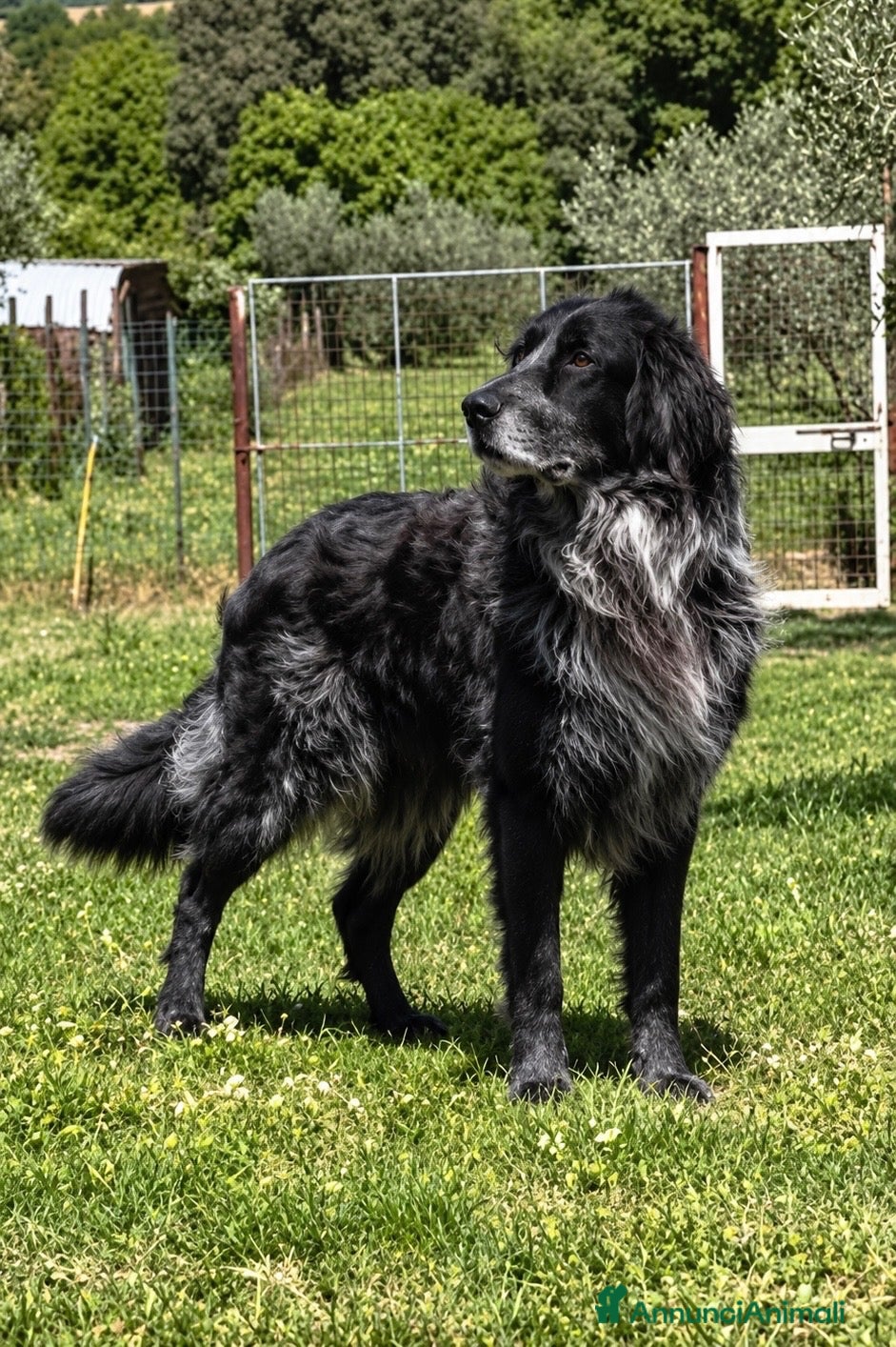 Meticcio cani Cesarone 35 kg di bontà  - Annuncio 8