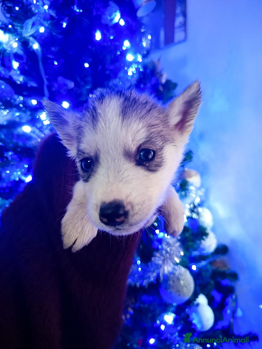 Husky cani in vendita: Husky siberian  - Annuncio 4