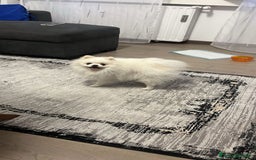 Volpino Pomerania cani per accoppiamento: Spritz di Pomerania per monta e accoppiamento  a Provincia di Como - Immagine 2