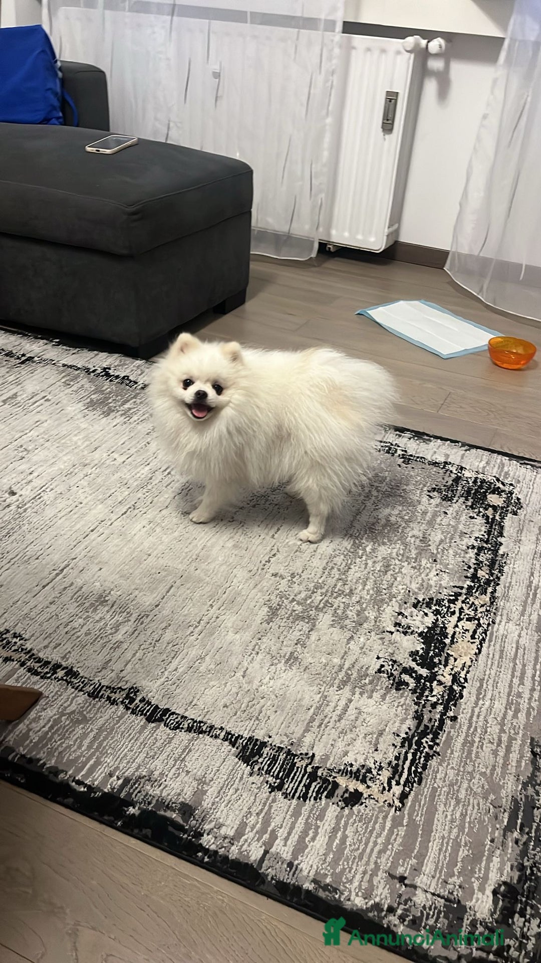 Volpino Pomerania cani per accoppiamento: Spritz di Pomerania per monta e accoppiamento  a Provincia di Como - Immagine 2